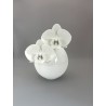 Bonbonnière  orchidées